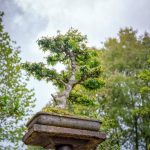 Bonsai Abete Rosso simbolo di bellezza e tradizione giapponese, perfetto per donare armonia e serenità