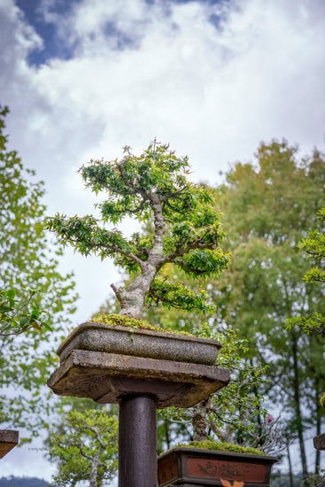 Bonsai Abete Rosso 1 simbolo di bellezza e tradizione giapponese, perfetto per donare armonia e serenità