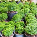 Bonsai Pepe Nero Coltiva il tuo Bonsai Pepe Nero con cura e passione per un tocco esotico nella tua casa