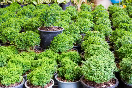 Bonsai Pepe Nero 1 Coltiva il tuo Bonsai Pepe Nero con cura e passione per un tocco esotico nella tua casa