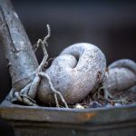 Frasi Sul Bonsai Esplora la bellezza e la saggezza giapponese con le nostre frasi sul bonsai, un'arte antica e piena di significato
