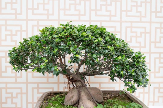 Bonsai Natalizio per un Natale zen e speciale