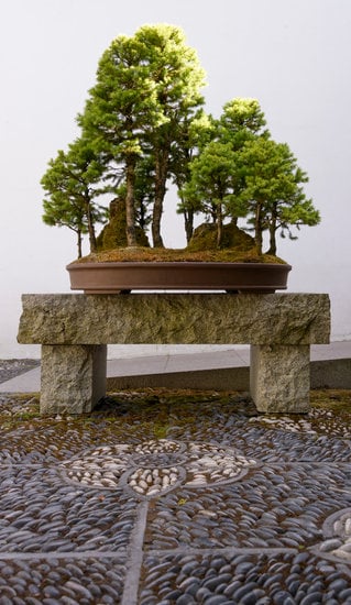 Bonsai Piccolo Bomboniera 1 un dono unico e simbolico per celebrare momenti speciali