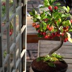 Scopri i segreti della cura del bonsai di ginseng per un giardino in piena salute e armonia