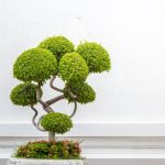 Bonsai Giganti eleganza e bellezza in miniatura