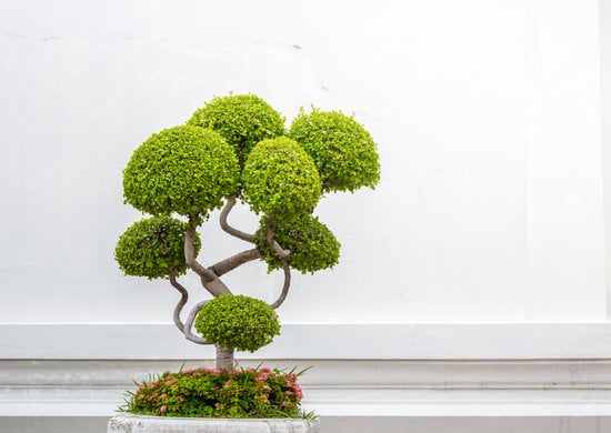 Bonsai Giganti 1 eleganza e bellezza in miniatura