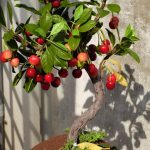 Acquista i tuoi bonsai preferiti nel negozio specializzato a Roma