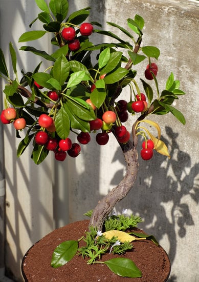 Negozio Bonsai Roma 1 Acquista i tuoi bonsai preferiti nel negozio specializzato a Roma
