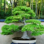 Bonsai Tecnica Scopri i segreti della corretta potatura nel manuale Bonsai Tecnica per principianti e esperti