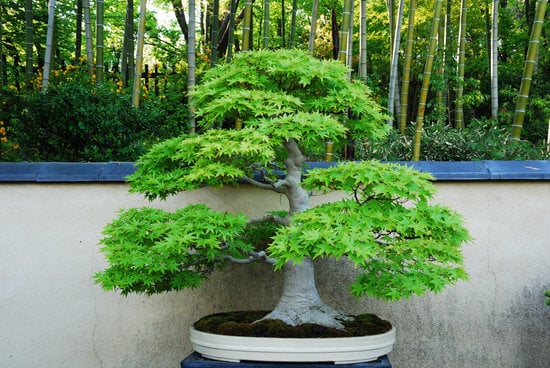 Bonsai Tecnica 1 Scopri i segreti della corretta potatura nel manuale Bonsai Tecnica per principianti e esperti