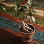 Simbolo Bonsai storia, cura e significato dietro questo incredibile albero in miniatura