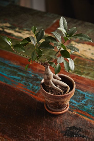 Simbolo Bonsai 1 storia, cura e significato dietro questo incredibile albero in miniatura
