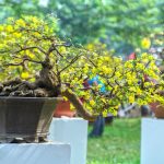 Corsi Bonsai Roma impara l'arte dell'alberello in miniatura con i migliori esperti della città
