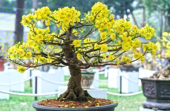 Rinvaso Bonsai Ficus Ginseng 1 Scopri i segreti per un perfetto rinvaso bonsai ficus ginseng
