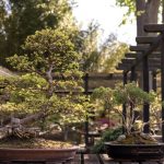 un angolo di natura in miniatura per il tuo giardino zen