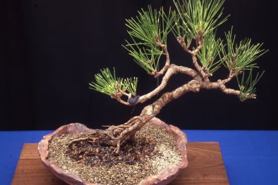 Pagineverdi Bonsai 1 guida completa per la cura e la coltivazione