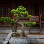 Albero Bonsai Lego Realizza un albero bonsai LEGO per un tocco di natura in miniatura