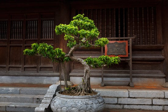 Albero Bonsai Lego 1 Realizza un albero bonsai LEGO per un tocco di natura in miniatura