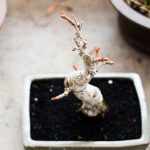 Bonsai Blu un tocco di originalità per il tuo giardino zen