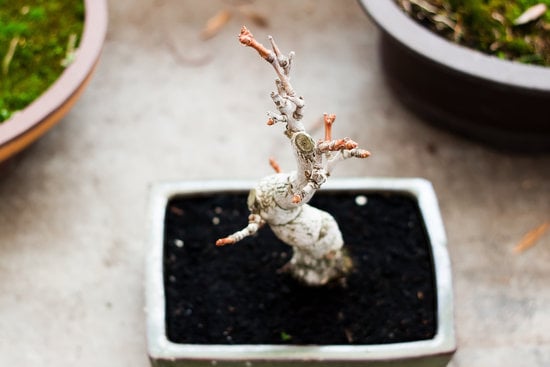 Bonsai Blu 1 un tocco di originalità per il tuo giardino zen