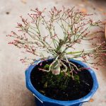 Bonsai Ficus Ginseng Significato Scopri il significato del bonsai Ficus Ginseng e impara a coltivarlo con cura e passione