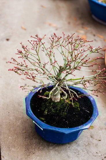 Scopri il significato del bonsai Ficus Ginseng e impara a coltivarlo con cura e passione