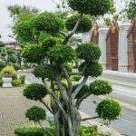 un tocco di natura e maestosità nel tuo spazio verde