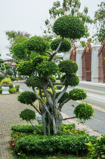 Bonsai Giganti Da Giardino 1 un tocco di natura e maestosità nel tuo spazio verde