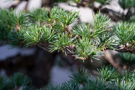 Bonsai Come Si Fa 13 segui i passaggi per creare il tuo piccolo capolavoro verde