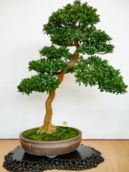 Bagolaro Bonsai 1 Scopri come prenderti cura del tuo bagolaro bonsai per farlo crescere forte e sano