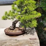 Bonsai Conifere Scopri i segreti dei bellissimi bonsai conifere per un giardino zen davvero unico