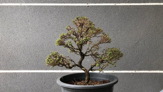 regalo naturale e originale per ogni occasione speciale