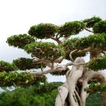 Costo Di Un Bonsai Piccolo scopri le nostre offerte speciali