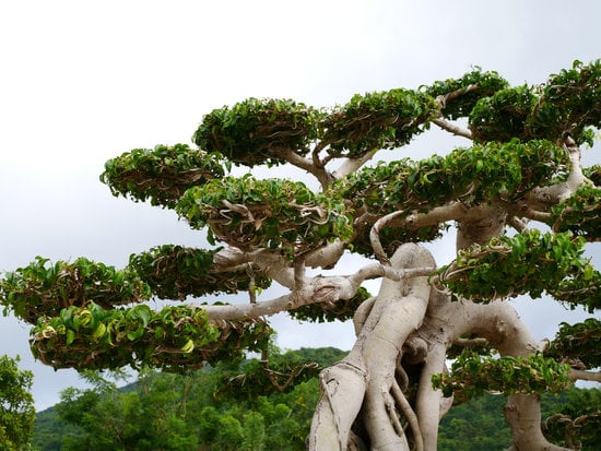 Costo Di Un Bonsai Piccolo 1 scopri le nostre offerte speciali