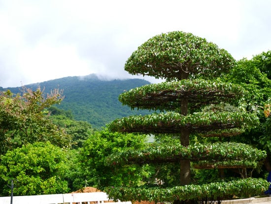 Coltivare Bonsai 1 consigli, tecniche e curiosità