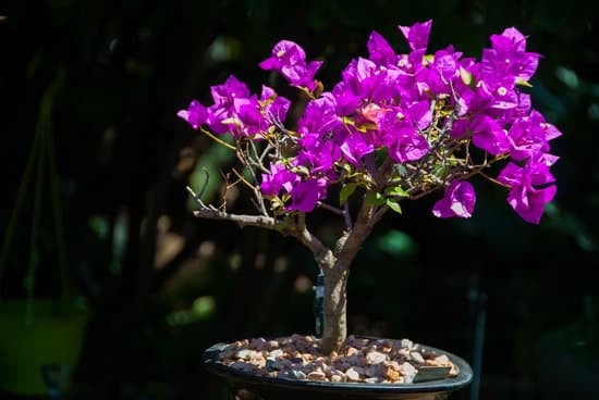 Bonsai Di Ulivo Come Farlo 1 tecniche di potatura e cura per principianti