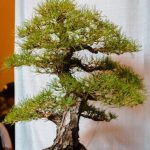 Bonsai Albero Della Vita come coltivare l'albero della vita per una bellezza senza tempo