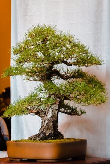 Bonsai Albero Della Vita 1 come coltivare l'albero della vita per una bellezza senza tempo