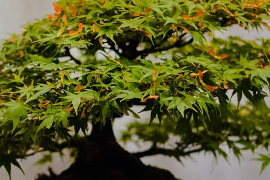 Innaffiamento Bonsai 1 Trova il giusto equilibrio di acqua nell'inverno per l'innevamento bonsai