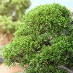 Bonsai in Giappone tradizione, bellezza e maestria dell'arte bonsaistica nipponica