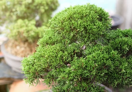 Bonsai in Giappone 1 tradizione, bellezza e maestria dell'arte bonsaistica nipponica