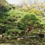 Bonsai Con Fiorellini Bianchi Creare un ambiente zen con bonsai con fiorellini bianchi per un tocco di eleganza e serenità