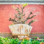 Bomboniera Bonsai Olivo regalo originale per eventi speciali e matrimoni