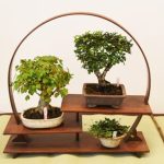 Bonsai Olivo Potatura consigli pratici per la cura e la crescita della pianta