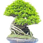 Come Proteggere Bonsai Dal Sole Ombreggiare i bonsai durante le ore più calde per proteggerli dal sole e mantenerli sani