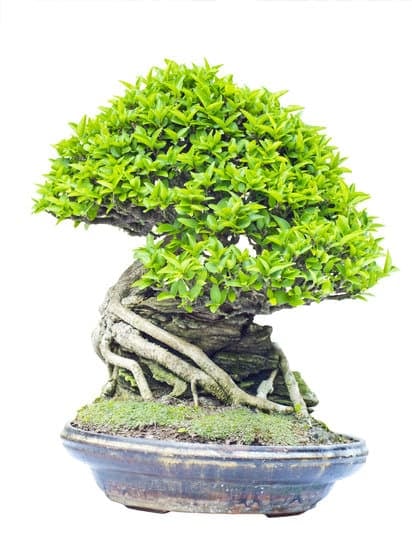 Come Proteggere Bonsai Dal Sole 1 Ombreggiare i bonsai durante le ore più calde per proteggerli dal sole e mantenerli sani