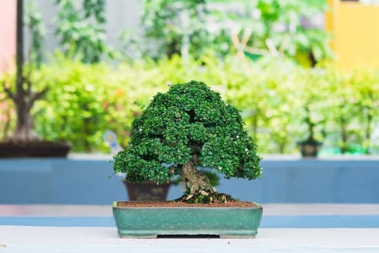 Bonsai Bomboniera Comunione 1 Regala un piccolo albero bonsai come bomboniera per la comunione