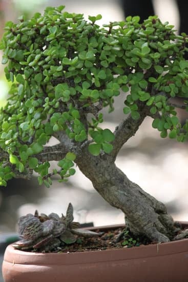 guida per la cura e la bellezza in miniatura