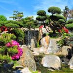 Albero Di Natale Bonsai - Scopri come decorare il tuo piccolo albero di Natale bonsai con stile e creatività