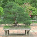 Bonsai Per Principianti guide, consigli e cura per coltivare il tuo Bonsai